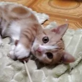 マンチカン(短足)