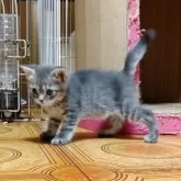 マンチカン(長足)【栃木県・男の子・2025年6月18日・ブルータビー】の写真2