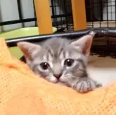 マンチカン(長足)【栃木県・男の子・2025年6月18日・ブルータビー】の写真3