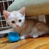 マンチカン(短足)【栃木県・女の子・2025年6月18日・クリームタビー】の写真3