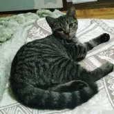 マンチカン(長足)【栃木県・男の子・2025年5月12日・ブラウンタビー】の写真4