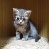 マンチカン(長足)【栃木県・男の子・2025年6月18日・ブルータビー】の写真4