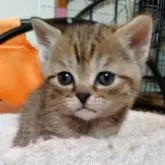 マンチカン(長足)【栃木県・女の子・2025年2月2日・ブラウンパッチドタビー】の写真8