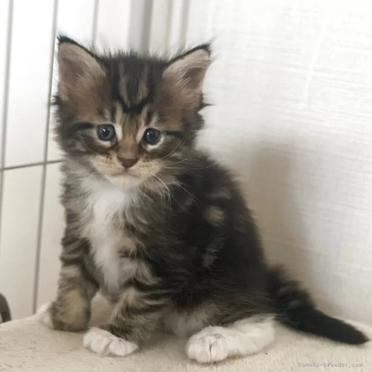 メインクーン【広島県・女の子・2025年11月24日・ブラウンクラシックタビー&amp;ホワイト】の写真1「お目めが大きくて可愛いお顔💕」