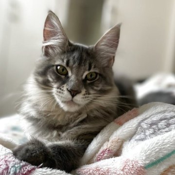 メインクーン【広島県・女の子・2025年6月24日・ブルーマッカレルタビー(柔らかい手触り)】の写真「おめめがクリクリ✨
濃いブルーのカラー」