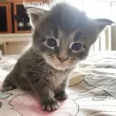 メインクーン