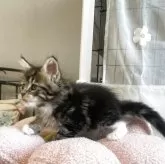 メインクーン【広島県・女の子・2025年11月25日・ブラウンクラシックタビー&ホワイト】の写真14「タビーが綺麗に出てくるかなー✨」