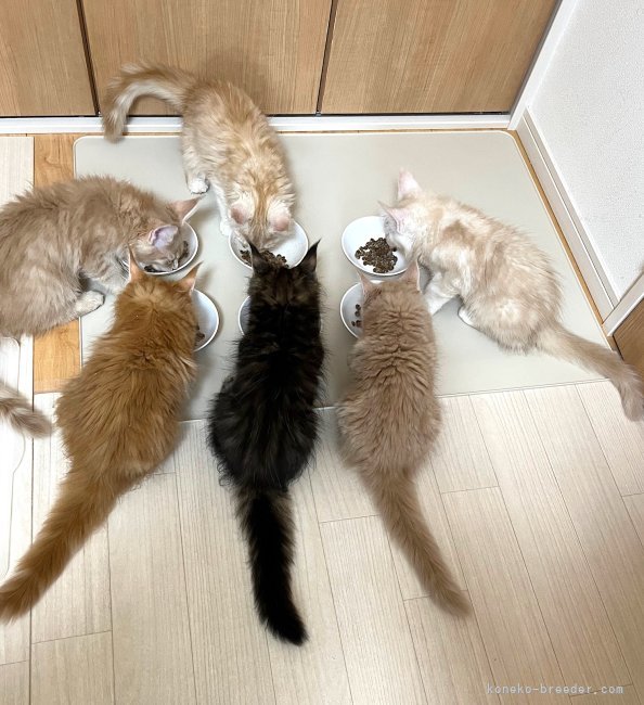 西岡弥生ブリーダーのブログ：もうすぐお引越し