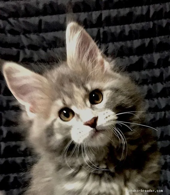 ホンダ 様のお迎えした子猫