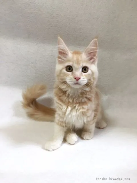 ID：1910-00389の子猫