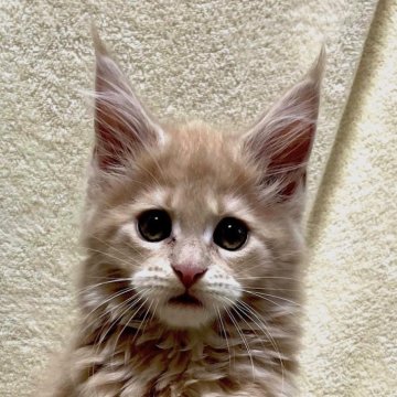 メインクーン【埼玉県・女の子・2024年5月31日・クリームタビー】の写真「可憐なお顔だけどゴハンは大事！」