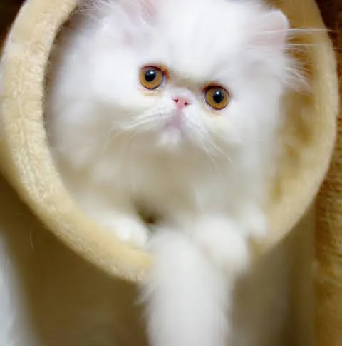 ID:1605-00340の子猫