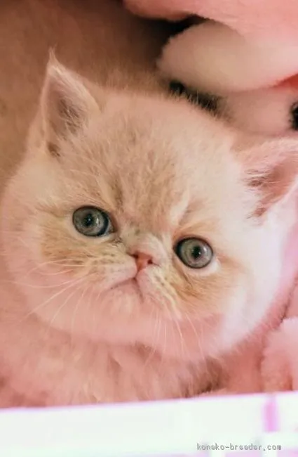 ID：2003-00114の子猫