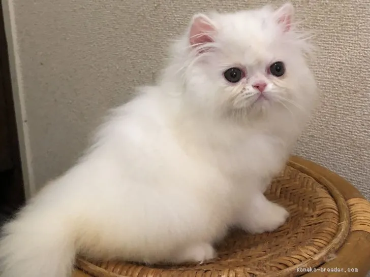 ID：1905-01392の子猫