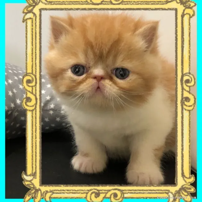 ID：1901-00256の子猫