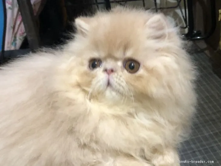 ネコ好きオヤジ 様のお迎えした子猫