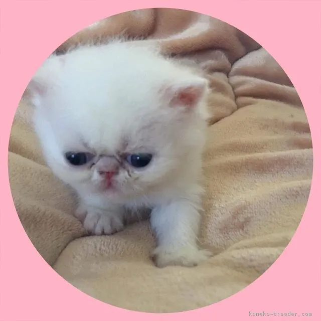ID：1707-00622の子猫