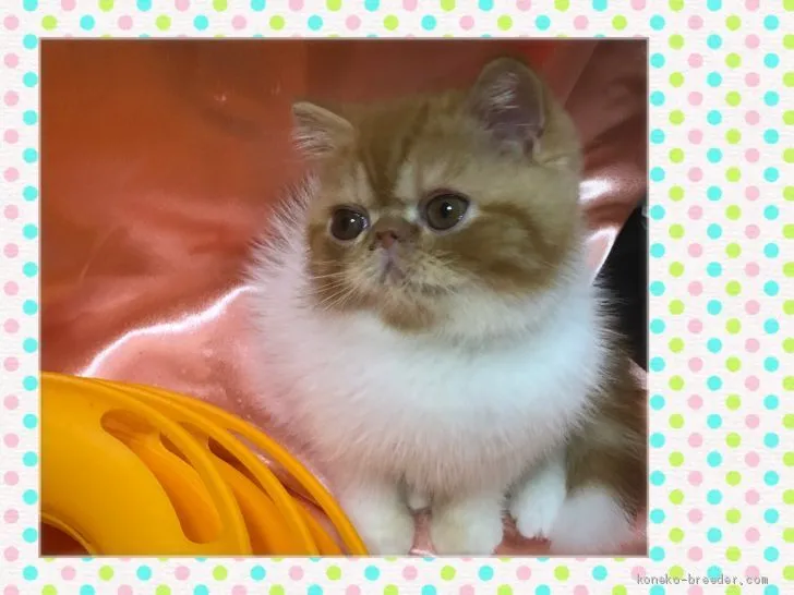 ID:2008-01163の子猫