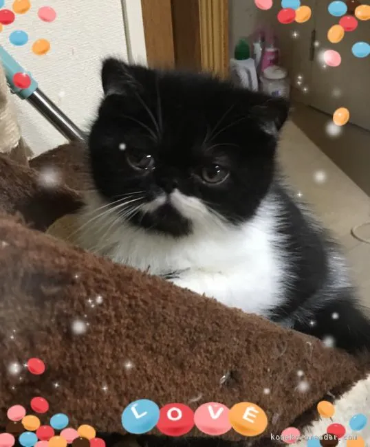 ID：1706-01375の子猫