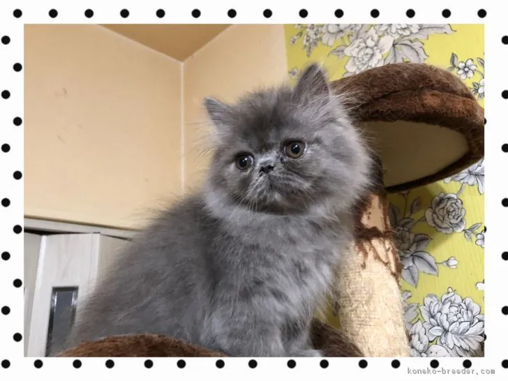 ID：1710-01307の子猫