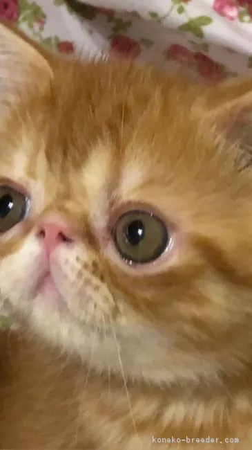 ID：1809-01270の子猫
