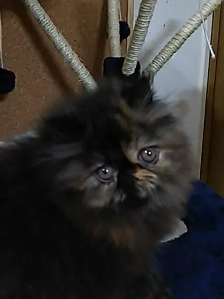 ID：1505-00560の子猫