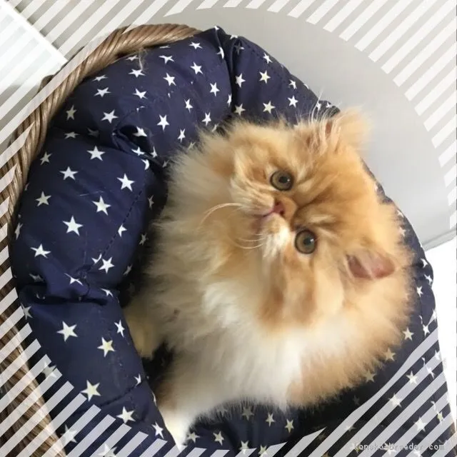 ID：1705-00954の子猫