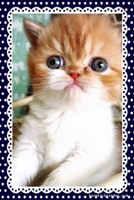 ID:1612-00193の子猫