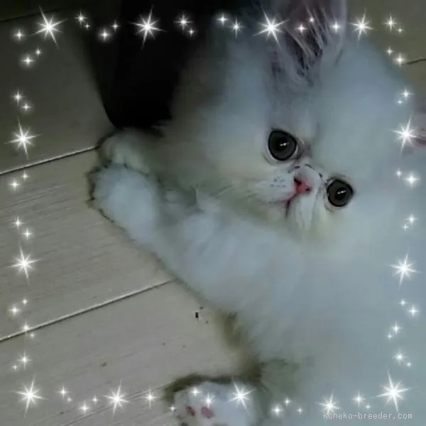 ID：1506-00502の子猫