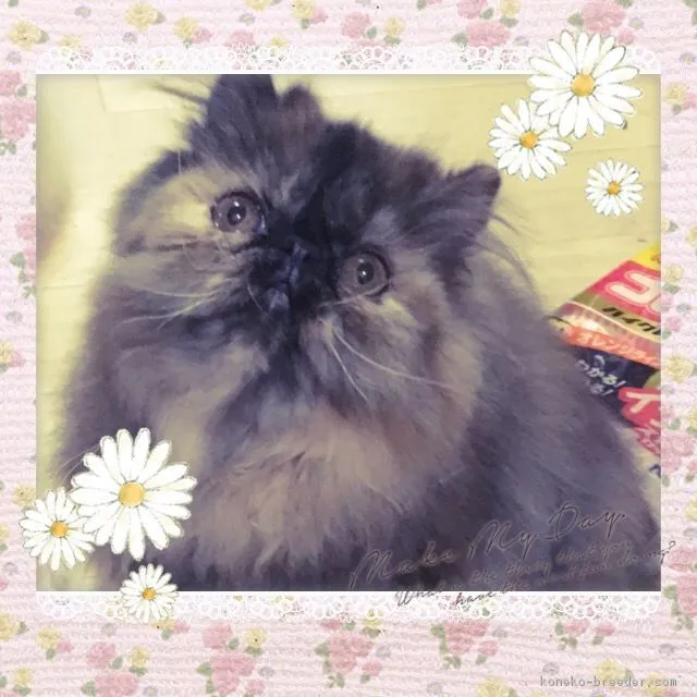 ID：1612-00873の子猫