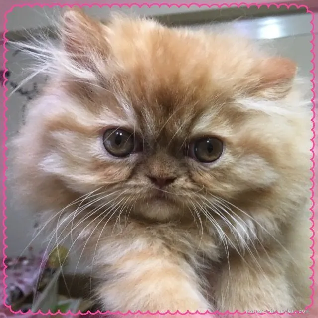 ID：1709-00991の子猫