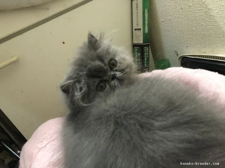 ID:1710-01304の子猫