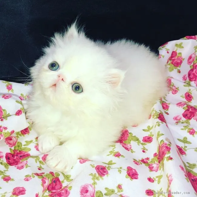ID:1905-00448の子猫