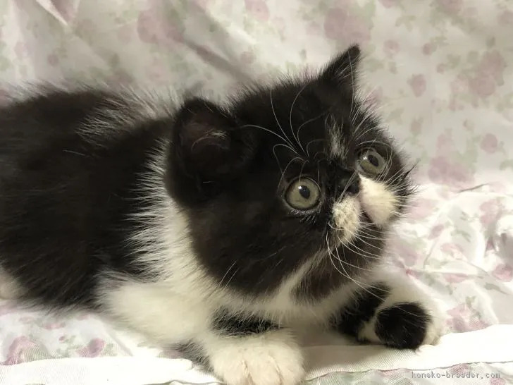 ID：1902-00123の子猫