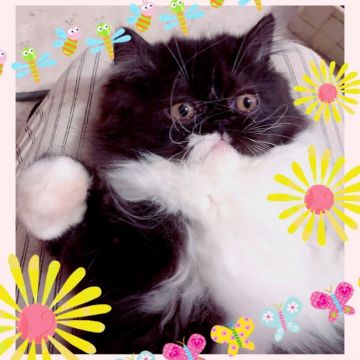 エキゾチックショートヘア【大阪府・男の子・2018年3月29日・ブラックアンドホワイト（ロング）】の写真「お鼻が長い子ですが、元気が一番の取り柄です」