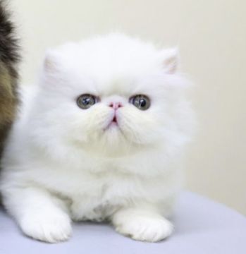 ペルシャ【大阪府・男の子・2022年3月18日・ホワイト（ふわふわ）】の写真「かわいいがボクの武器です^ ^」