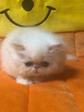 ペルシャ【大阪府・男の子・2017年11月27日・ホワイト（ふわふわ）】の写真「兄弟の中では一番のおっとり坊やです」
