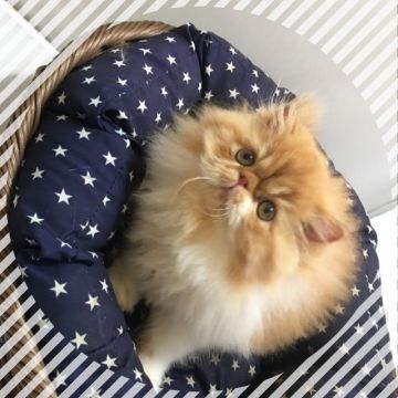 エキゾチックロングヘア【大阪府・女の子・2017年2月27日・レッド&ホワイト（ふわふわロング）】の写真「抱っこしたくなるふわふわちゃん( ^ω^ )」