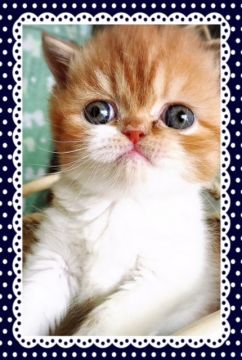 エキゾチックショートヘア【大阪府・男の子・2016年11月3日・レッド&ホワイトのバイカラー（ショート）】の写真「お鼻が長めですが、大きな瞳にみつめられると♡♡」