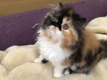 エキゾチックショートヘア【大阪府・女の子・2018年3月29日・キャリコ（ふわもこ）】の写真「とても陽気な甘えんぼ」