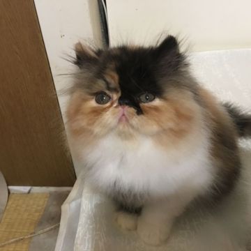 エキゾチックショートヘア【大阪府・女の子・2017年4月28日・キャリコ(ロング)（ふわふわです）】の写真「ふわふわちょこちょこが見ていて飽きません」