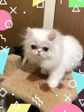 ペルシャ【大阪府・女の子・2017年8月30日・ホワイト（ふわふわです）】の写真「とってもスイートちゃん」