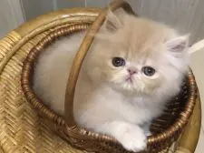 ペルシャ【大阪府・女の子・2021年3月18日・クリームタビー】の写真1「2021/4/26撮影」