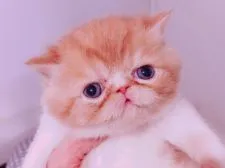 エキゾチックショートヘア【大阪府・男の子・2018年12月8日・レッドアンドホワイト】の写真2