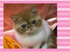 エキゾチックショートヘア【大阪府・女の子・2020年6月20日・レッドタビーアンドホワイト】の写真2