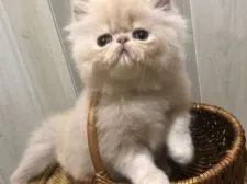 ペルシャ【大阪府・女の子・2021年3月18日・クリームタビー】の写真2