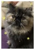 ペルシャ【大阪府・女の子・2016年8月8日・トーティ】の写真2「1ヶ月位前の写真でしょうか」