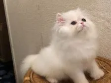 ペルシャ【大阪府・女の子・2019年3月20日・ホワイト】の写真3