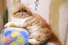 エキゾチックショートヘア【大阪府・男の子・2021年10月19日・レッドタビー&ホワイト】の写真3