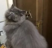 ペルシャ【大阪府・男の子・2021年4月8日・ブルー】の写真4